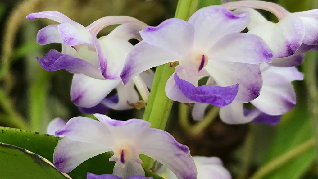 Rhynchostylis Coelestis X Vanda Luzonica (Flowering size)