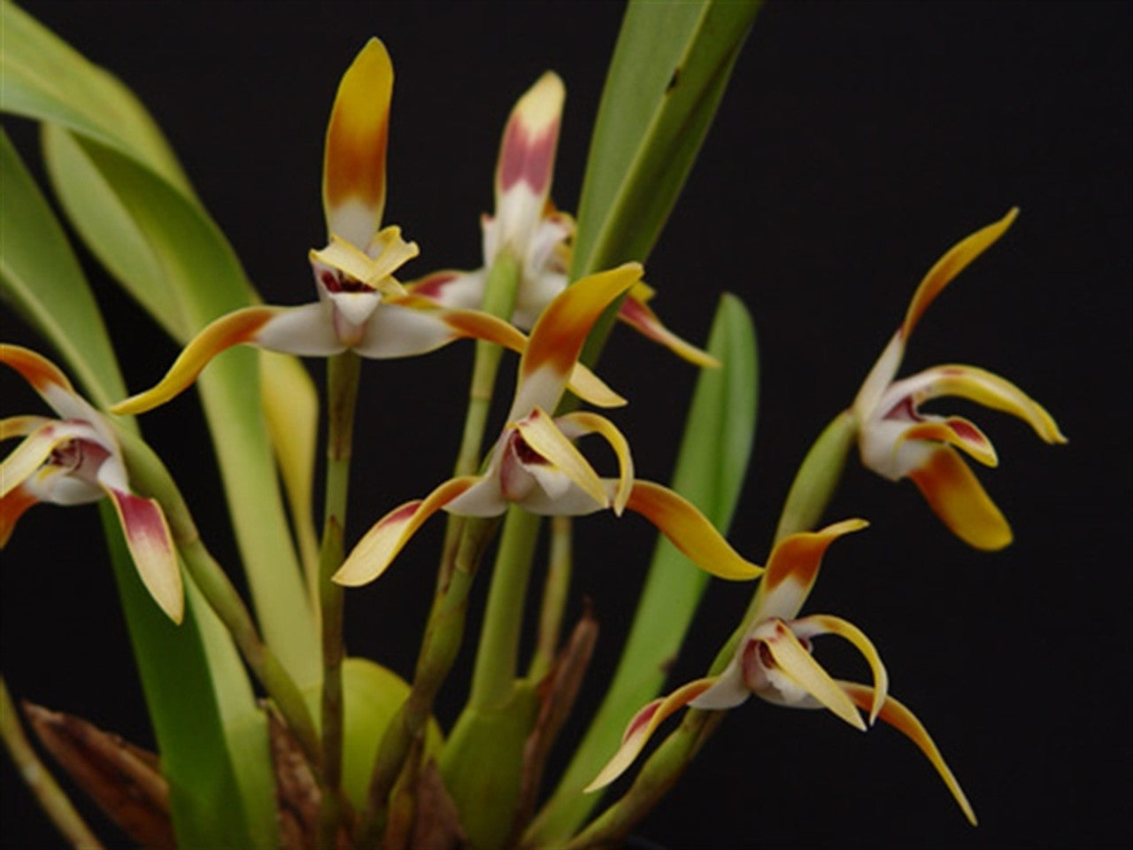 Maxillaria triloris Species(Fragrant) Main image