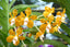 Vanda denisoniana (Orchid Species)