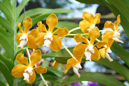 Vanda denisoniana (Orchid Species)