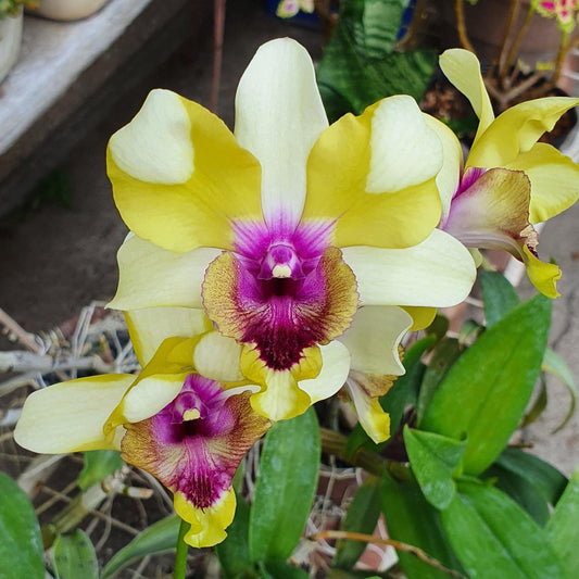 Dendrobium Nopporn Star Bright