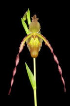 Phrag. Sorcerer's Apprentice