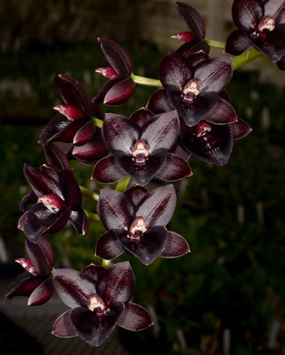 Fdk. After Hours 'SVO Way Good' x Ctsm. John C. Burchett 'Ursa Major' FCC/AOS