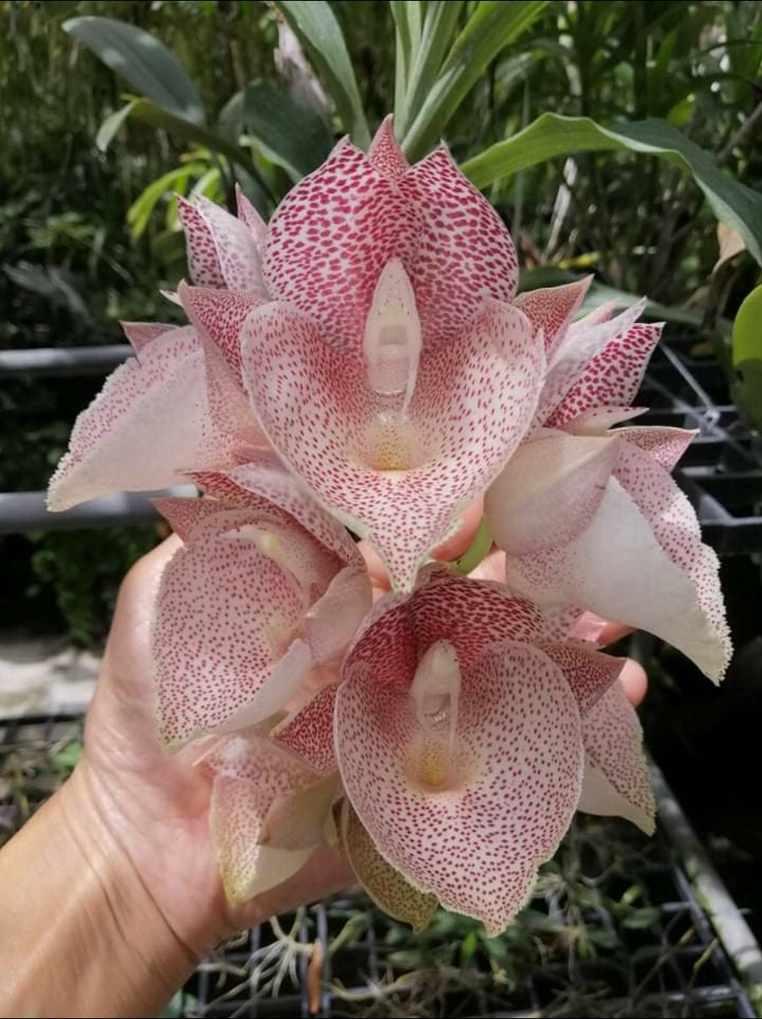 FDK. After Midnight ‘SVO Dark Beauty’ X Ctsm Orchidglade ‘JTM’