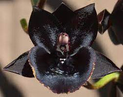 Fdk. After Hours 'SVO Way Good' x Ctsm. John C. Burchett 'Ursa Major' FCC/AOS