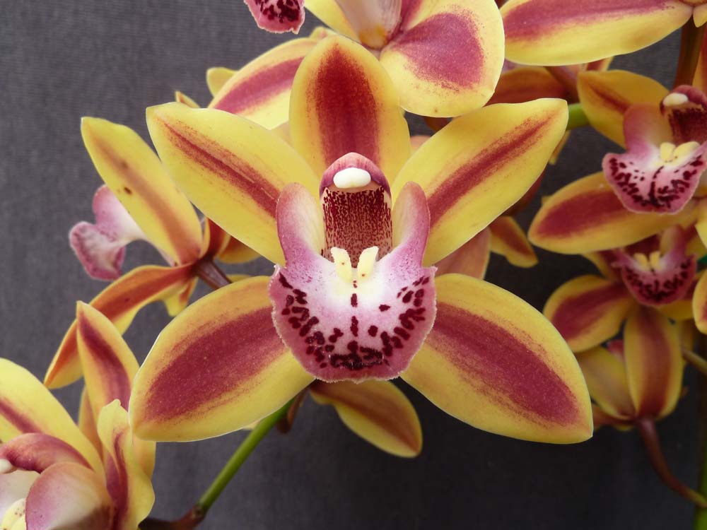 Cymbidium Jungle Odyssey Main image