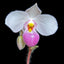 Paphiopedilum delenatii 'Ruby' x self (FLASK - ex Taiwan, Vietnamese Species)