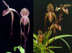 Paphiopedilum Prince Edward of York x Booths Sand Lady