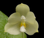Phalaenopsis floresensis (Fragrant Species)
