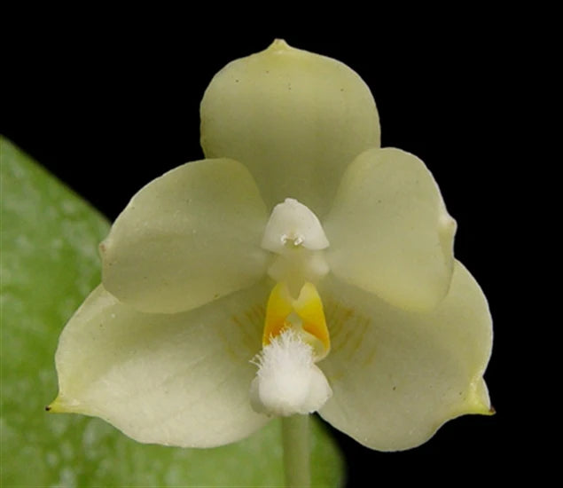 Phalaenopsis floresensis (Fragrant Species)