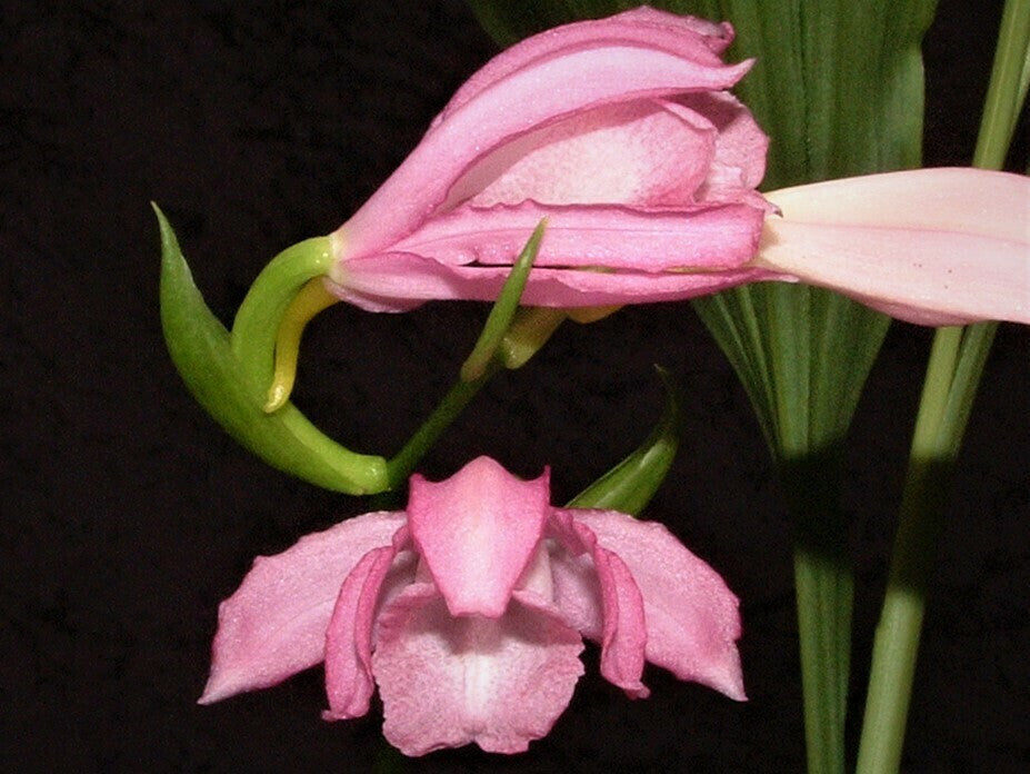 Phaius mishmensis FLASK (30+ PLANTS) RARE Main image