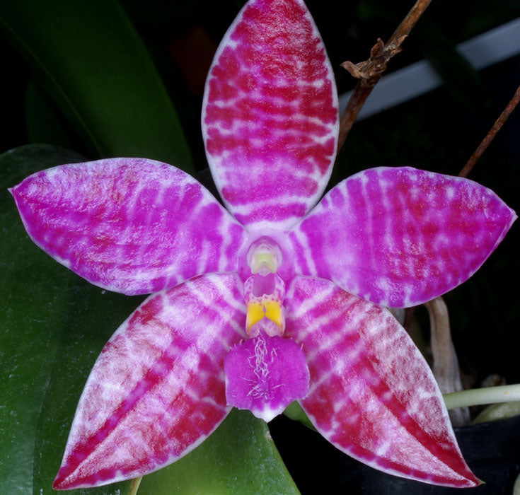 Phalaenopsis lueddemanniana (Fragrant Species) Main image
