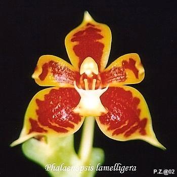 Phalaenopsis lamelligera 'LW705' Mericlone