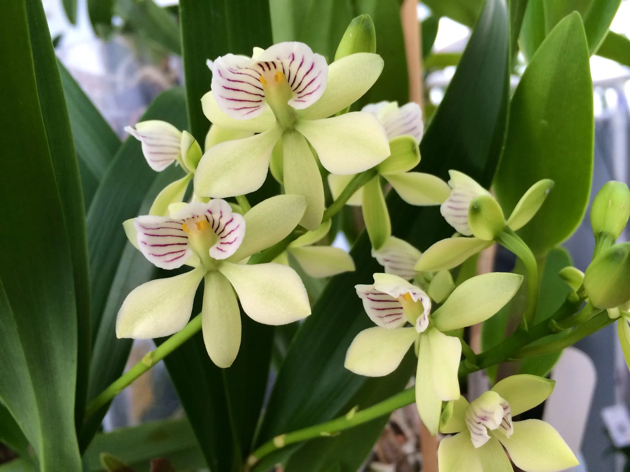 Prosthechea radiata (Fragrant Species) Main image