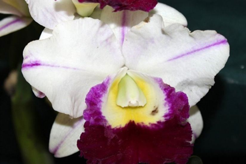 Rlc. Memoria Anna Balmores 'Carmela' (Mericlone) Main image