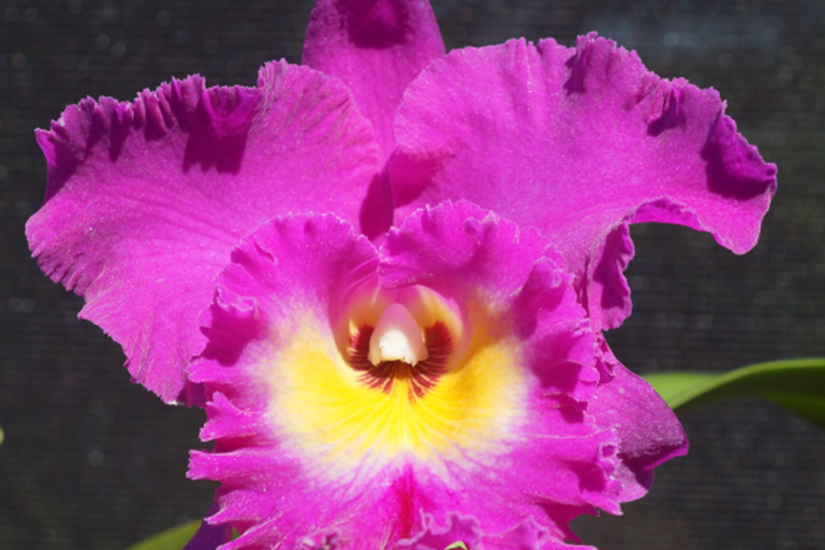 Cattleya Rlc Nan Chang Silk City 'Olympic Torch' (Mericlone) Main image