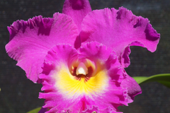 Cattleya Rlc Nan Chang Silk City 'Olympic Torch' (Mericlone)