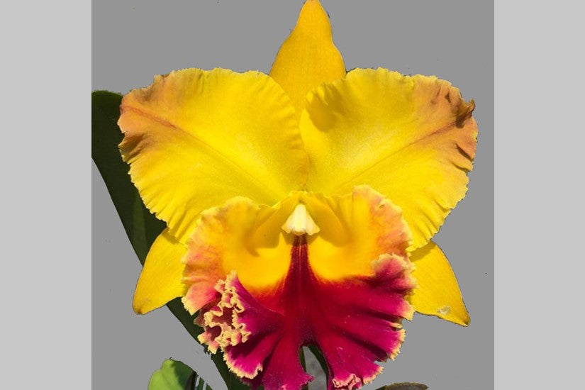 Rlc. Golden Hope