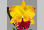 Rlc. Golden Hope