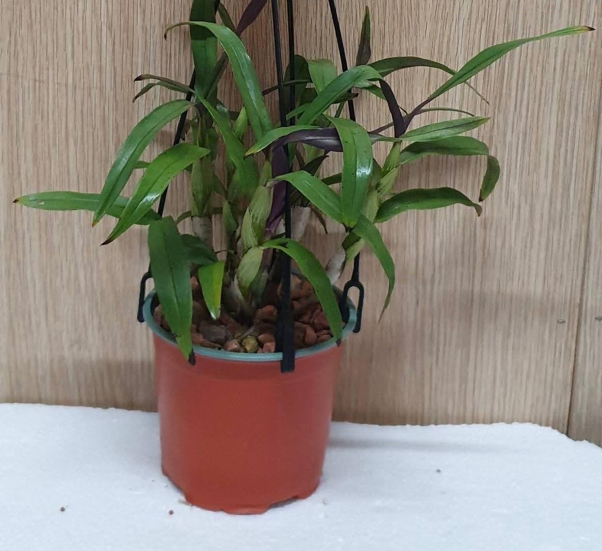 Dendrobium purpureum var. alba Secondary image