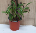 Dendrobium purpureum var. alba