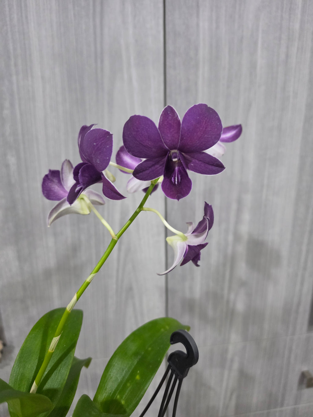 Dendrobium Sako Blue MC ( IN Flowers Now )