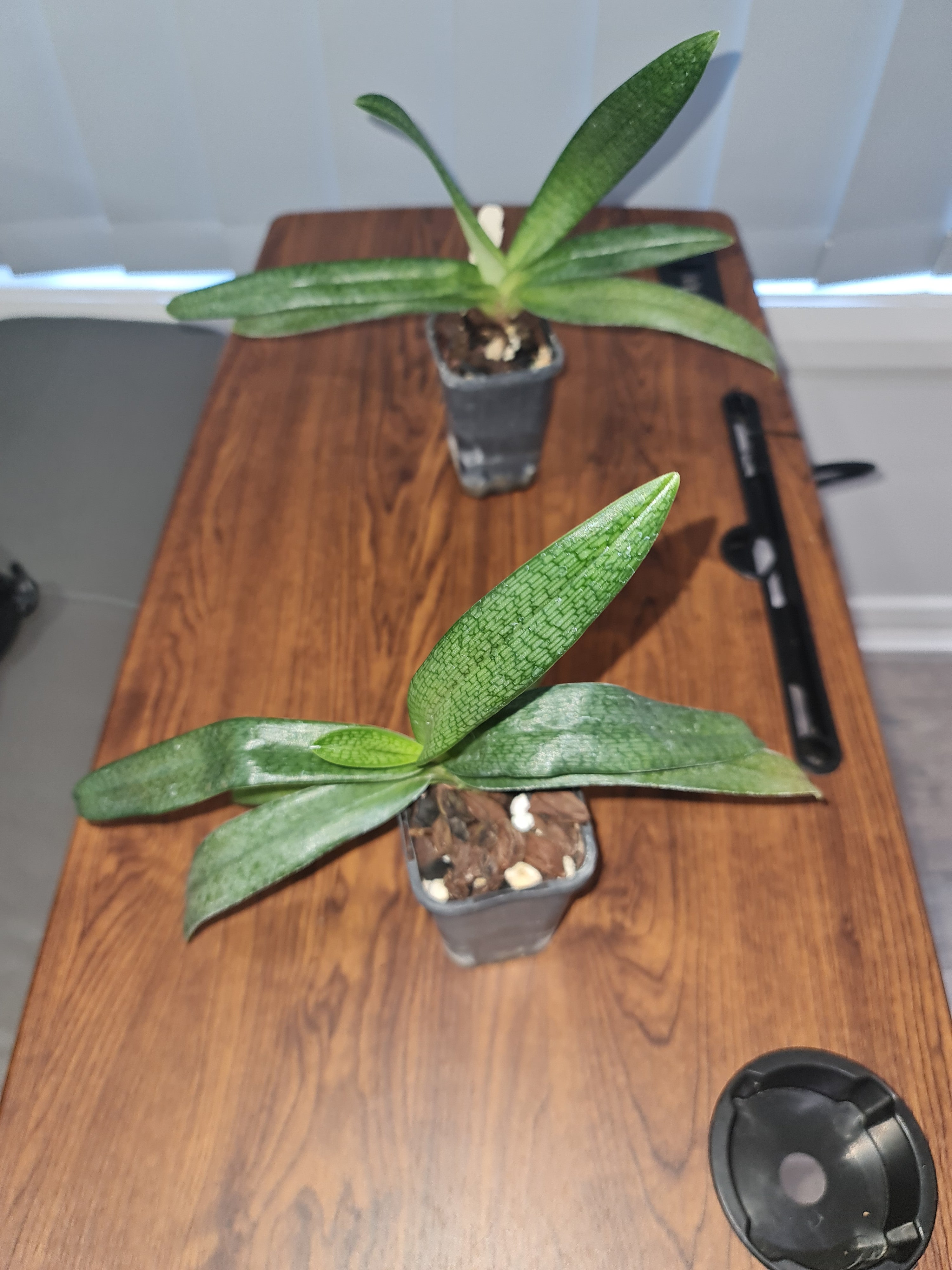 Paphiopedilum Gloria Naugle (MC) Secondary image