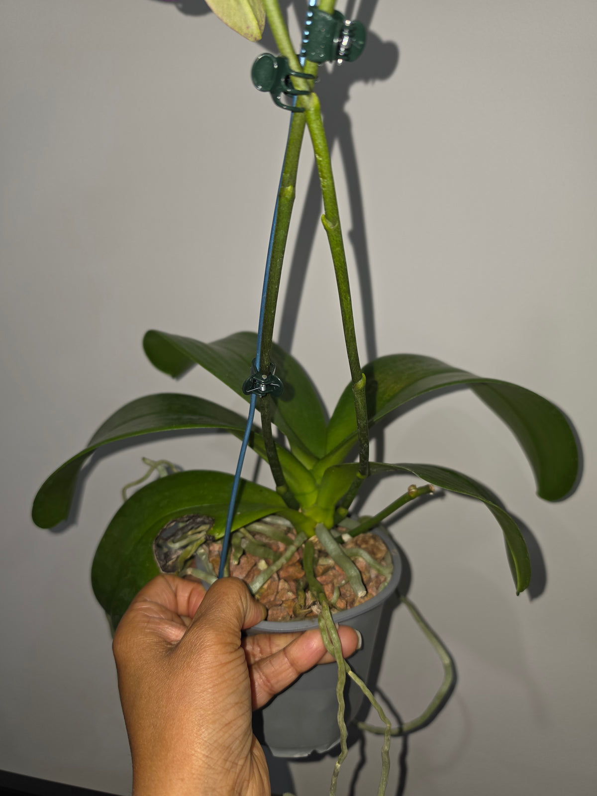 Phalaenopsis Fusheng Sweet Paradise 'Golden Leopard' MC (IN Flowers NOW)