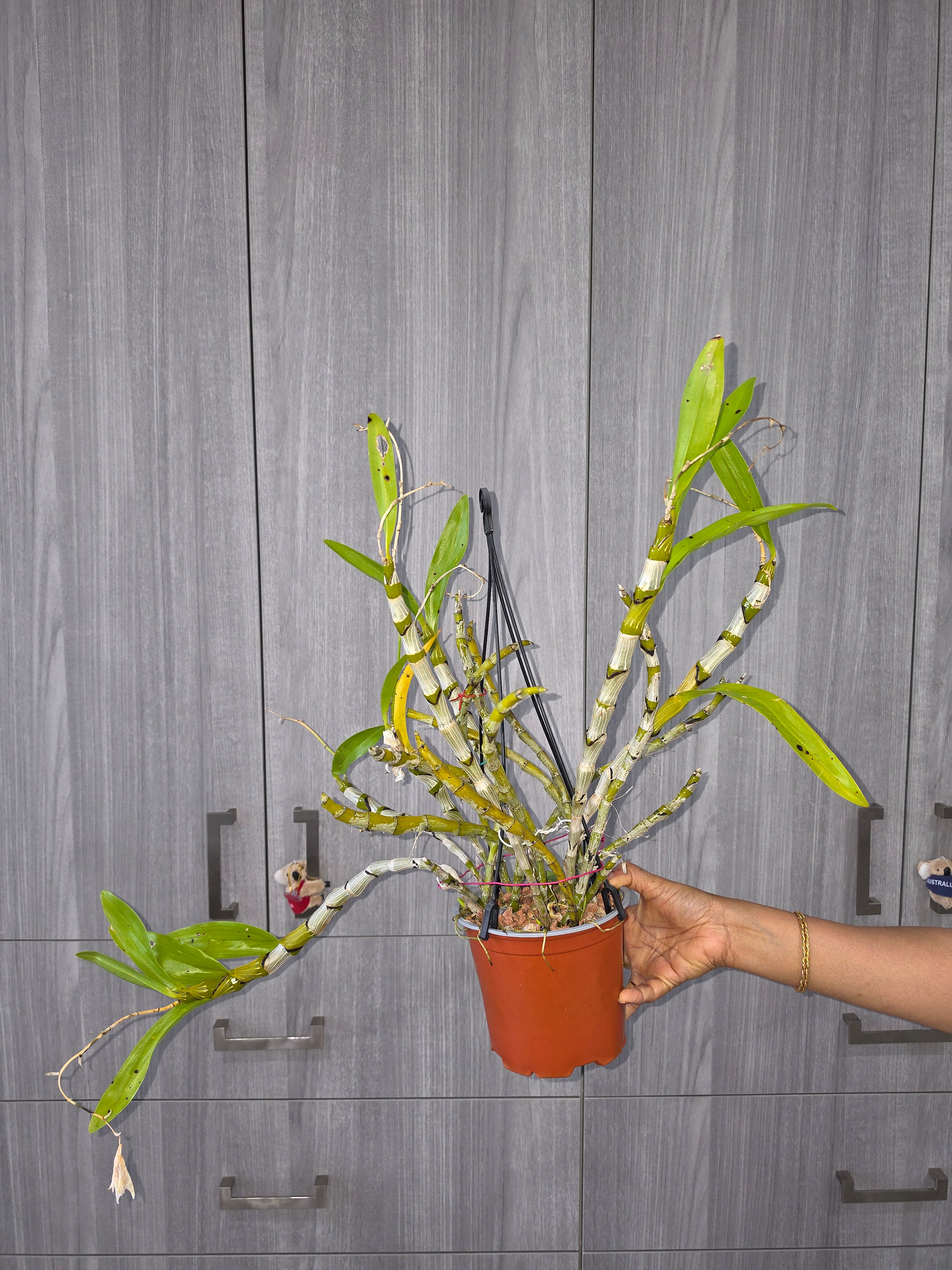 Dendrobium albosanguineum (Rare Species) Secondary image