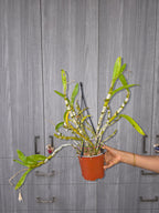 Dendrobium albosanguineum (Rare Species)