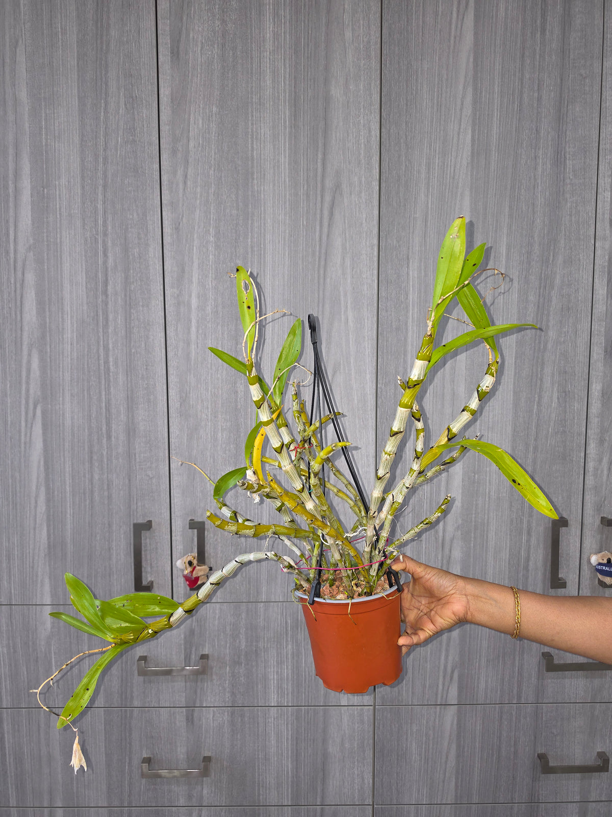 Dendrobium albosanguineum (Rare Species)
