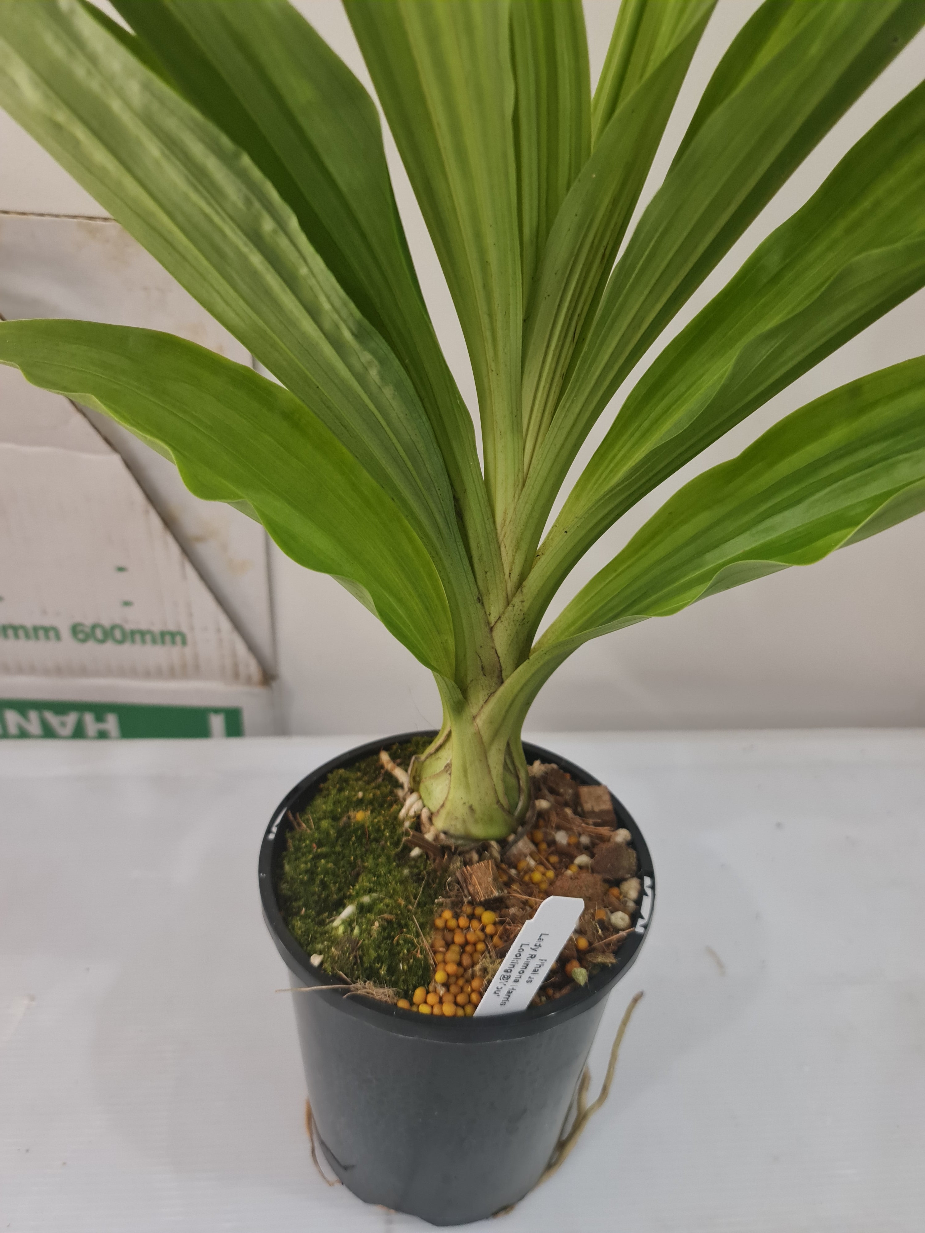 Phaius Lady Ramona Harris ‘Here’s Looking at You’ Secondary image