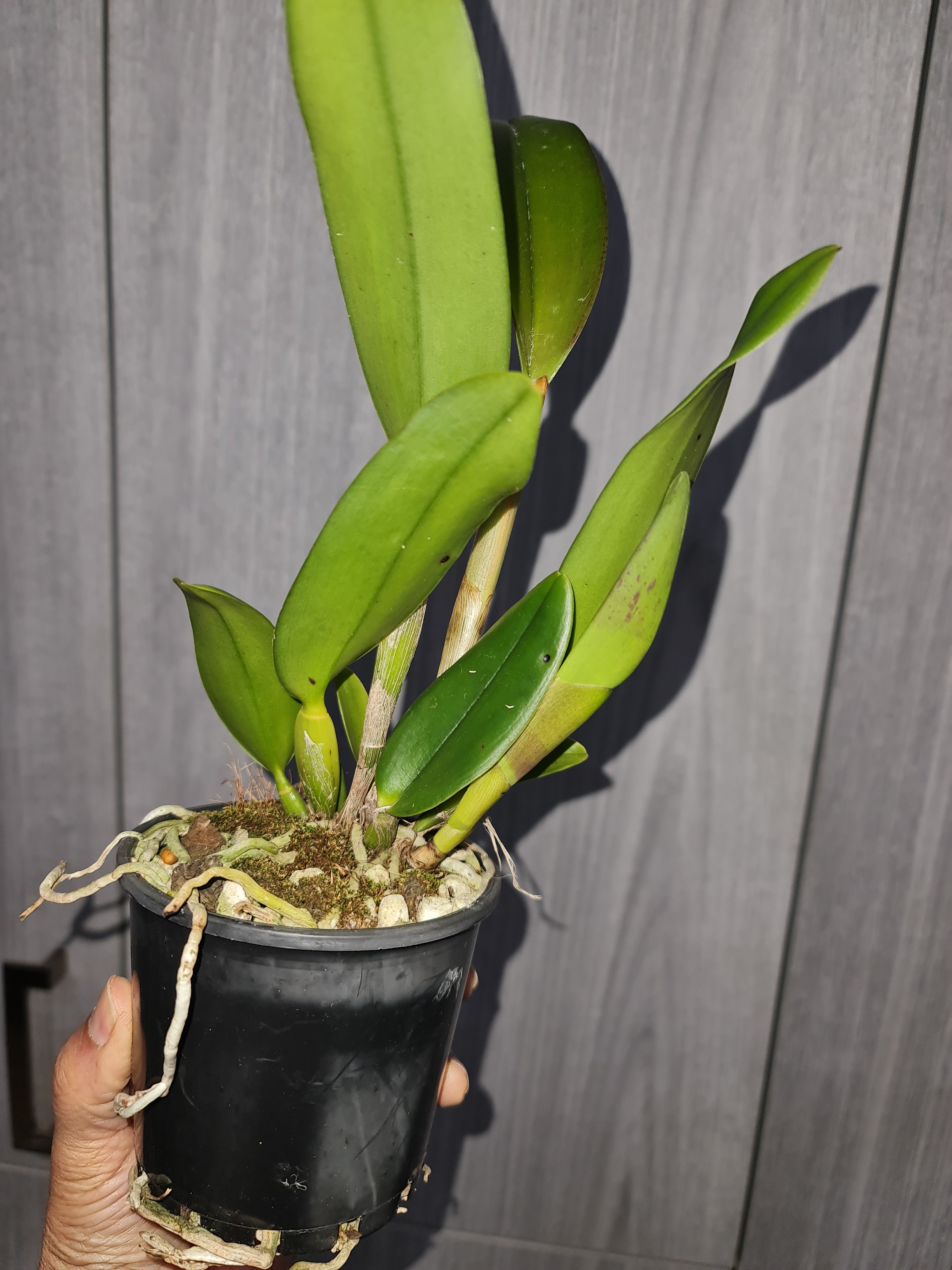 Blc. Crowfield "Mendenhall" (Fragrant) Secondary image