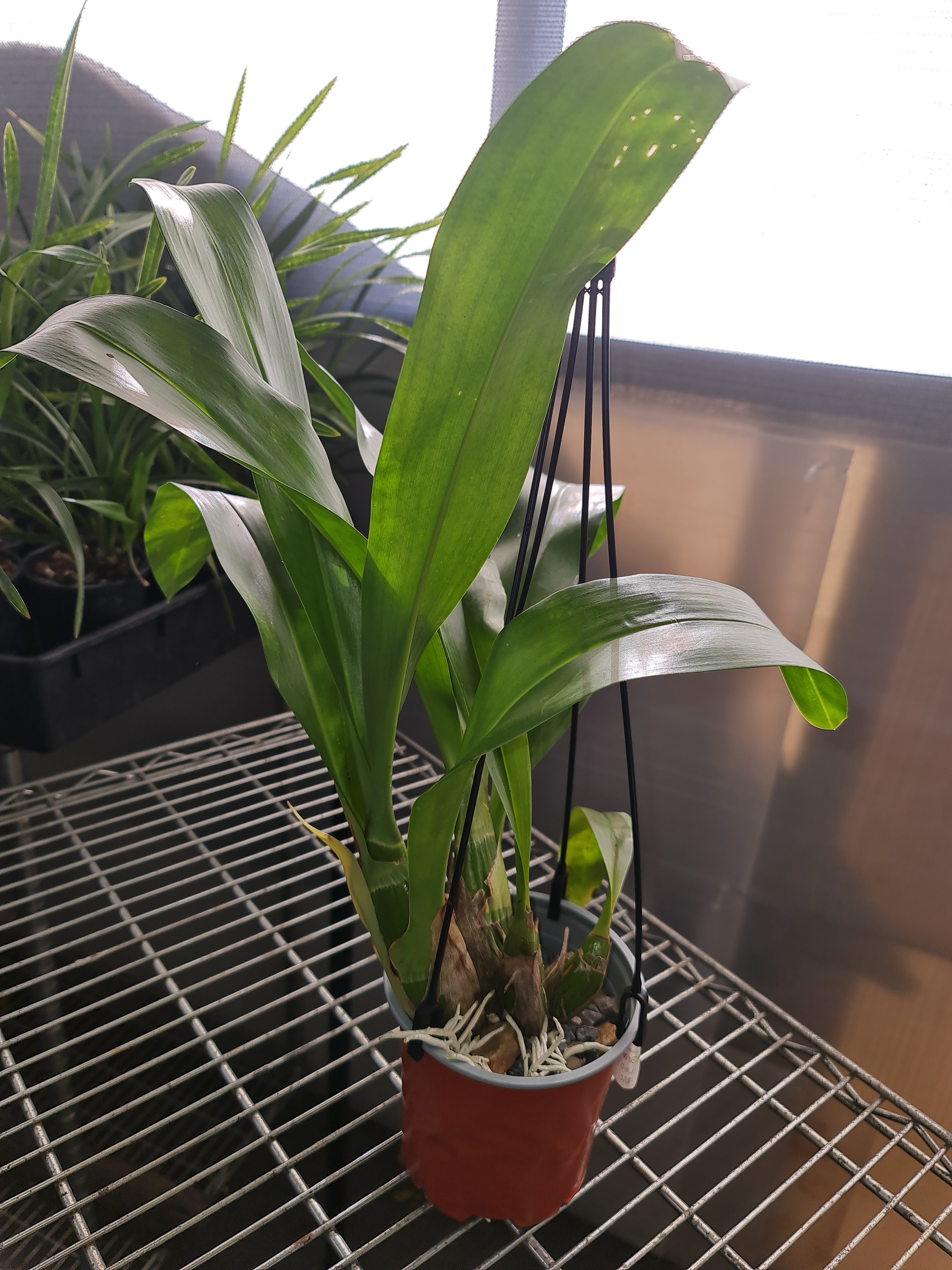 Grammatophyllum Pakkret Leo 'Asgard' (Mericlone) Secondary image