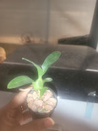 Grammangis ellisii (Madagascar Species)