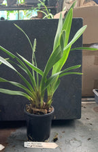 Cymbidium Ruby Valley 'Box of Chocolates'