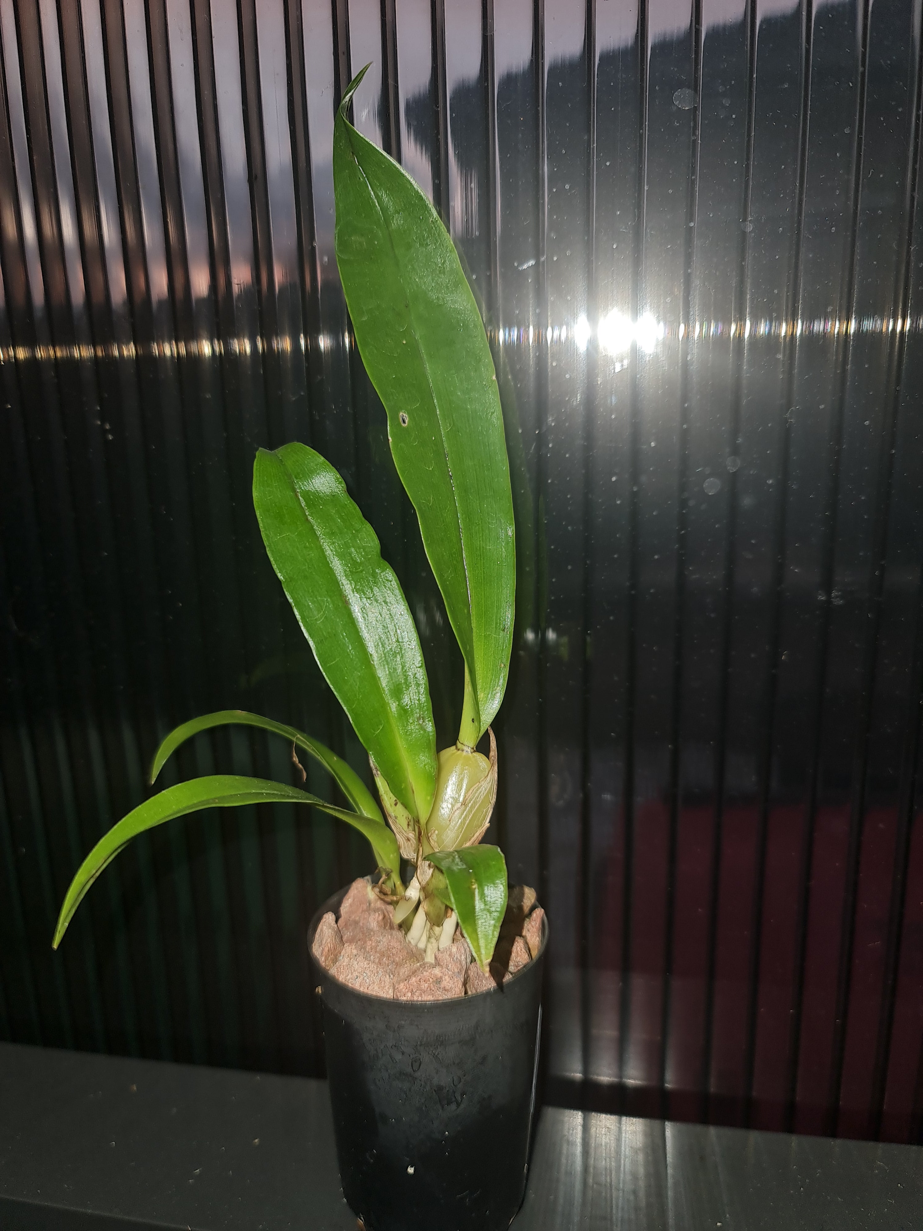 Thecostele alata (Rare Species) Secondary image