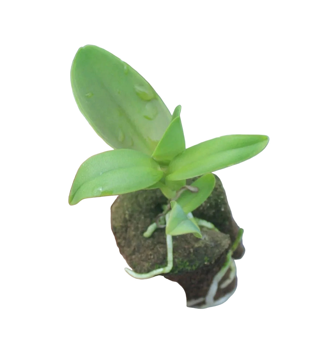 Cattleya dowiana f. aurea