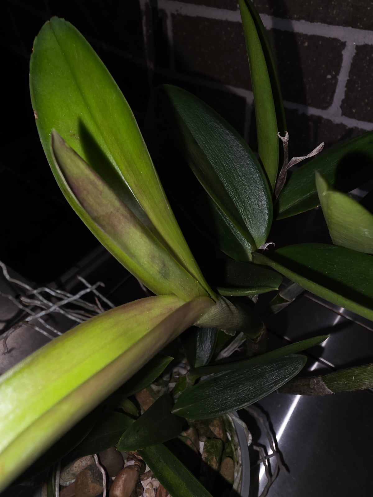 Cattleya forbesii ('Pink Sidelobe' x 'Bela Vista') (In Flower Bud)