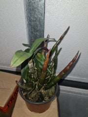 Dendrobium capituliflorum (Rare Species)