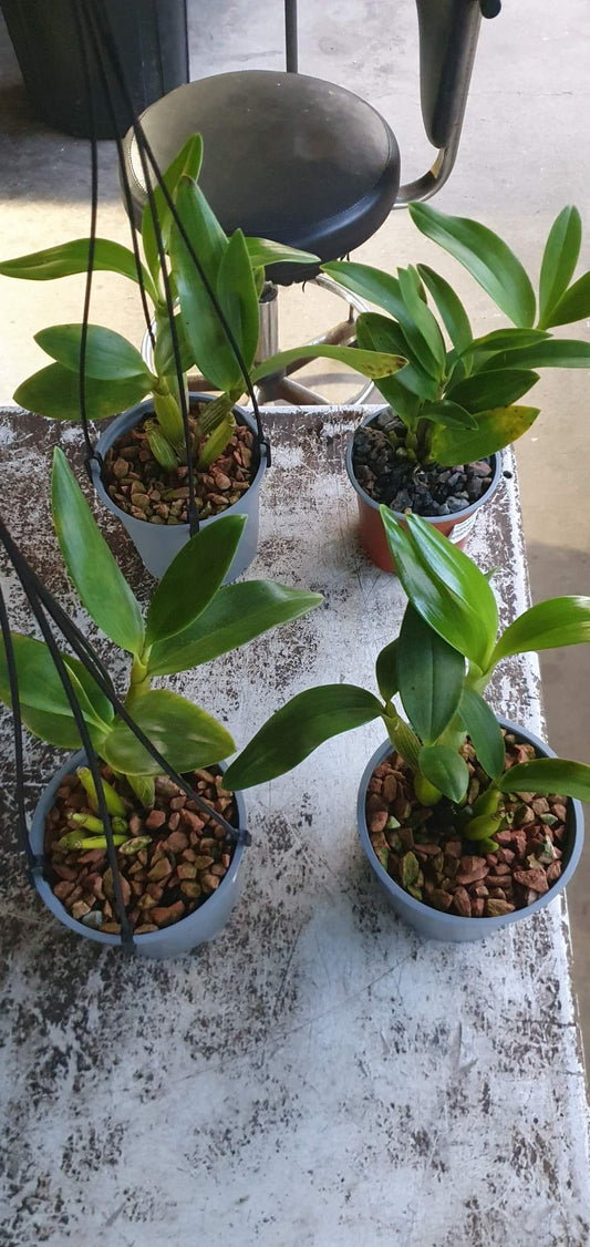 Dendrobium spectabile 'Shorty' (RARE, Latouria)