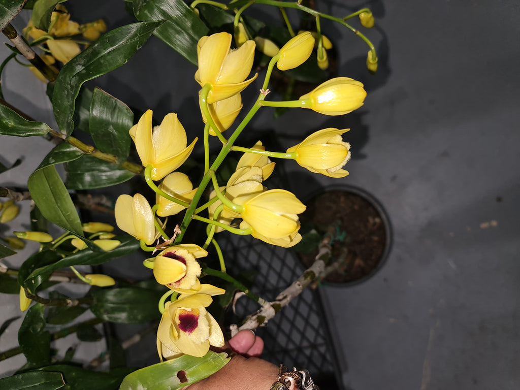 Dendrobium Gatton Sunray FCC/RHS, FCC/AOS (pulchellum x Illustre)