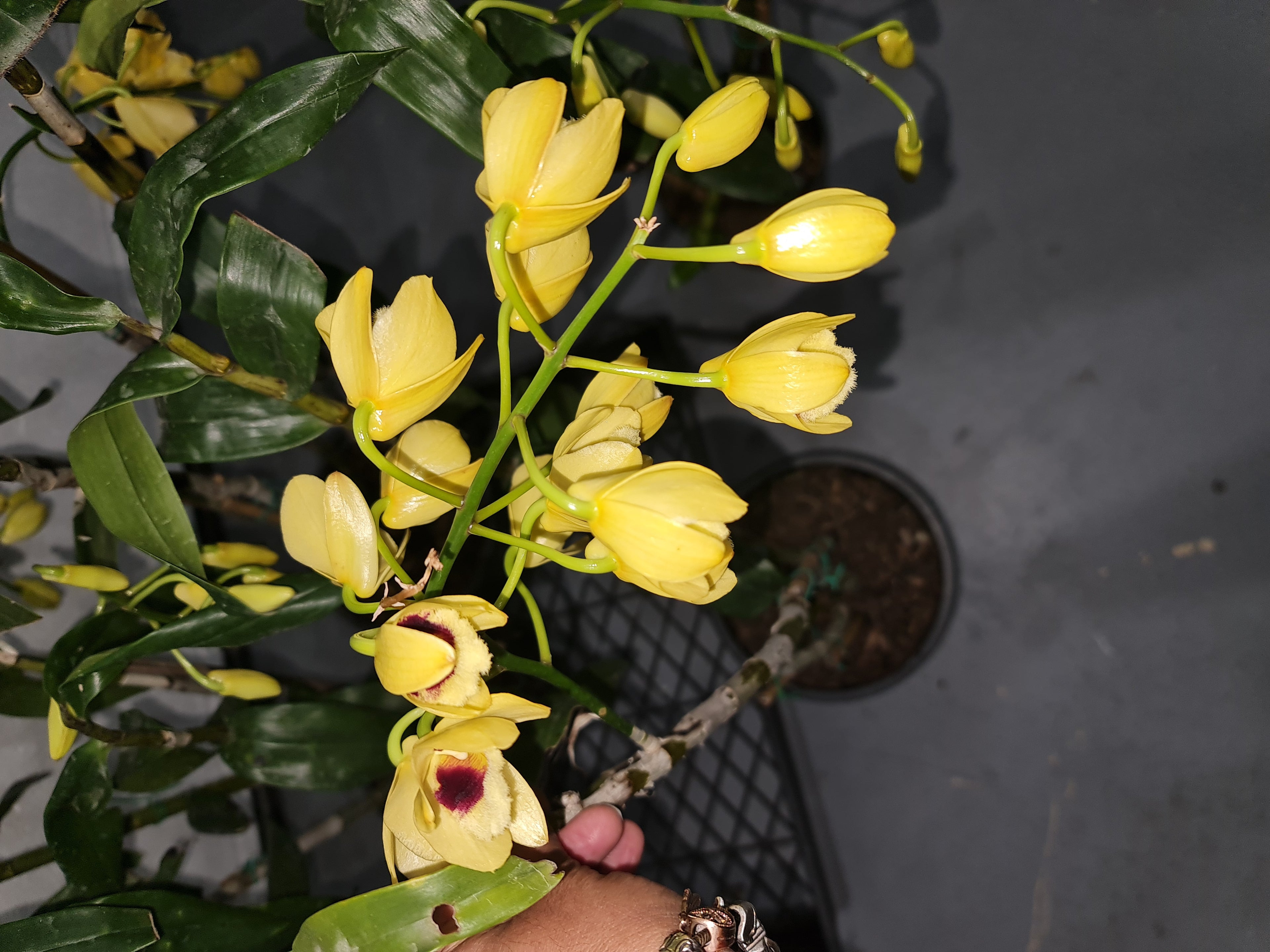 Dendrobium Gatton Sunray FCC/RHS, FCC/AOS (pulchellum x Illustre)