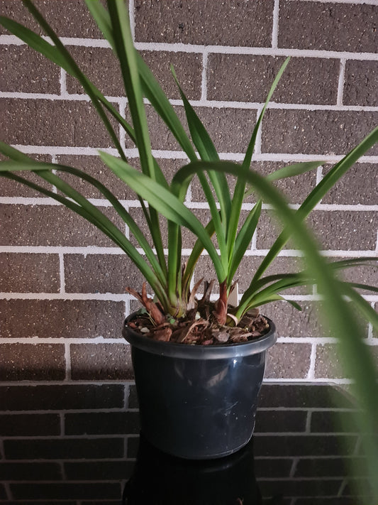 Fragrant Cymbidium ( SARAH JEAN 'ICE CASCADE')
