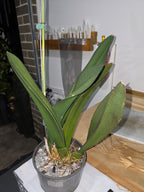 Trichocentrum splendidum