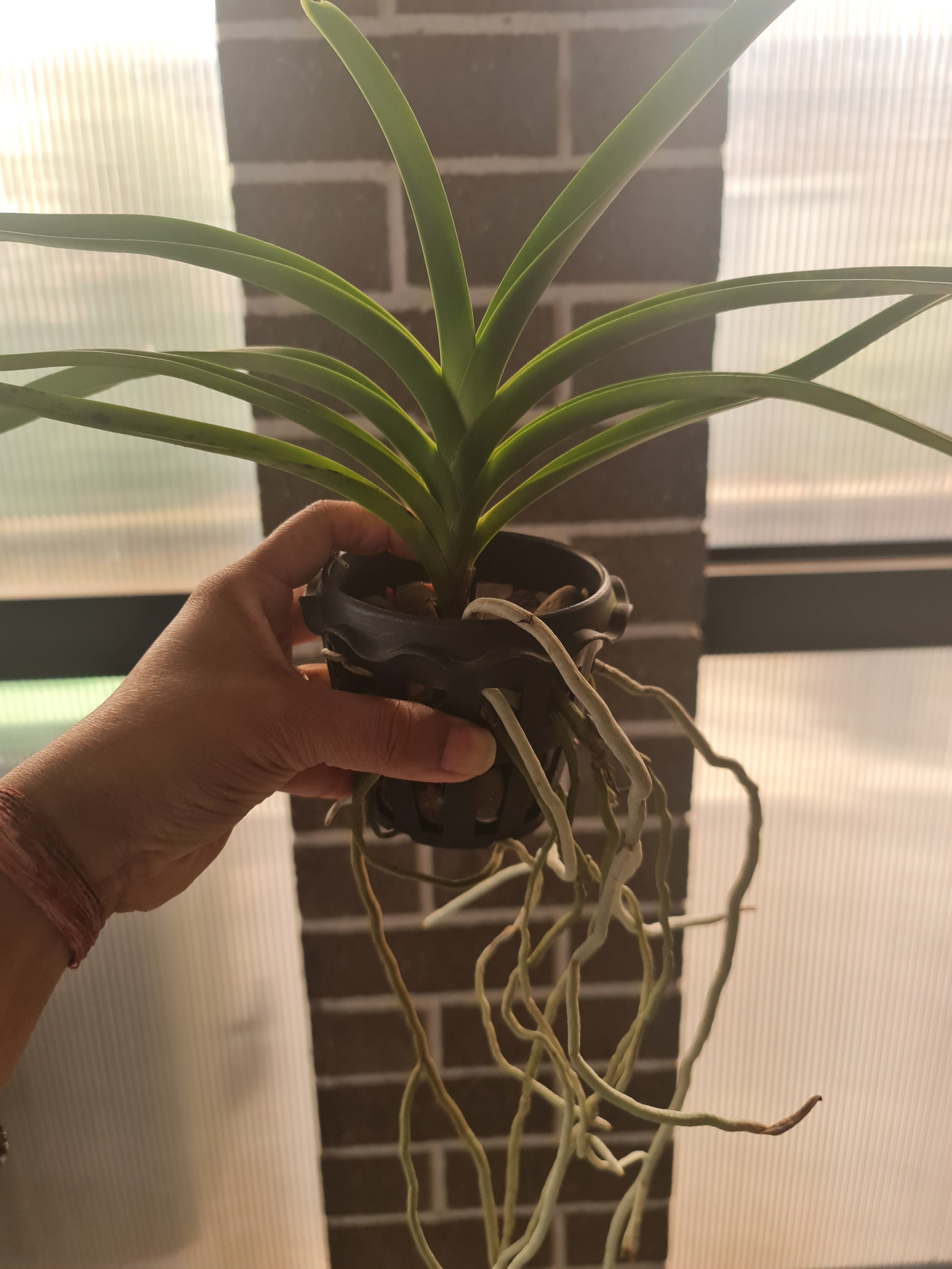 Vanda sanderiana (Wailing - Wailing) Secondary image