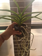 Vanda sanderiana (Wailing - Wailing)