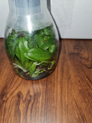 Flask- Phalaenopsis violacea 'indigo x  Phal. bellina