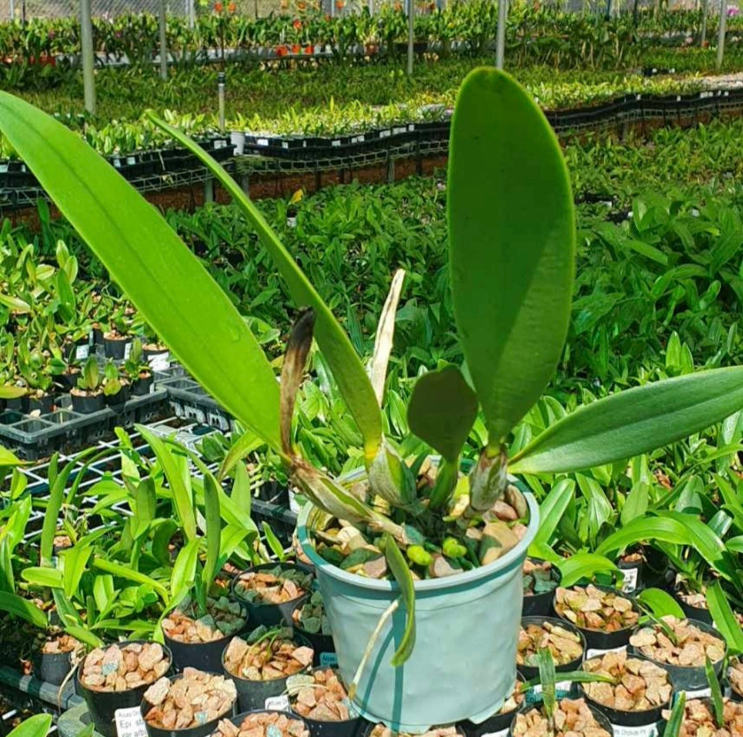 Cattleya eldorado f. concolor x f. alba Secondary image