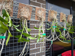 Dendrobium Anosmum Pink Form